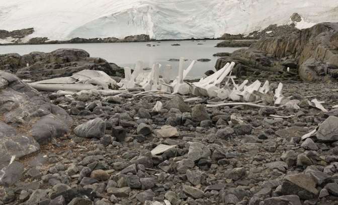 Walvisbotten in Antarctica