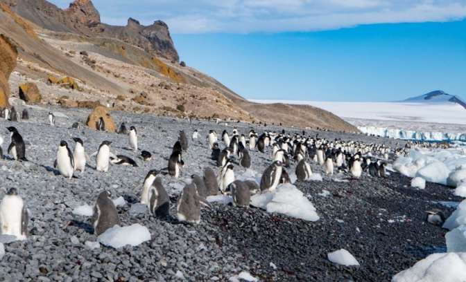 Pinguins op land in Antarctica