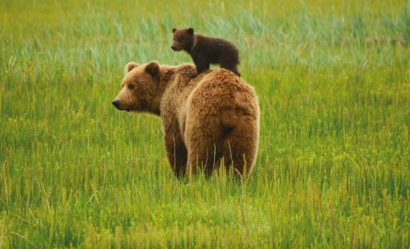 Bruine beer met kleintjes in Canada