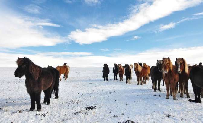 Ponies in Ijsland