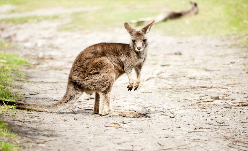 Een kangoeroe in Australië