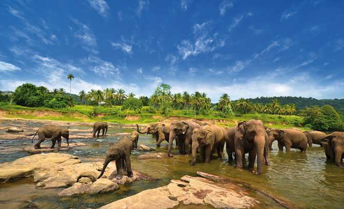 Olifanten in Sri Lanka